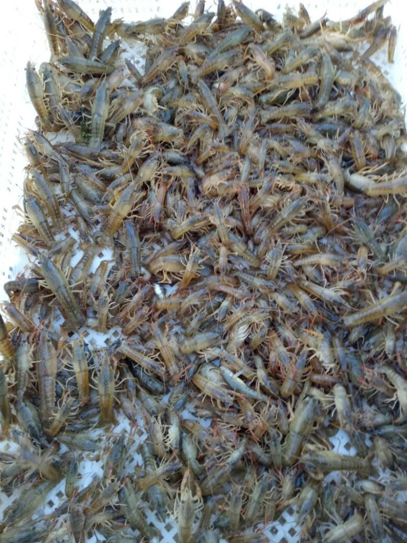 小龙虾种苗2-4钱（10-20克）活虾小龙虾主养