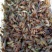 小龙虾种苗2-4钱（10-20克）活虾小龙虾主养