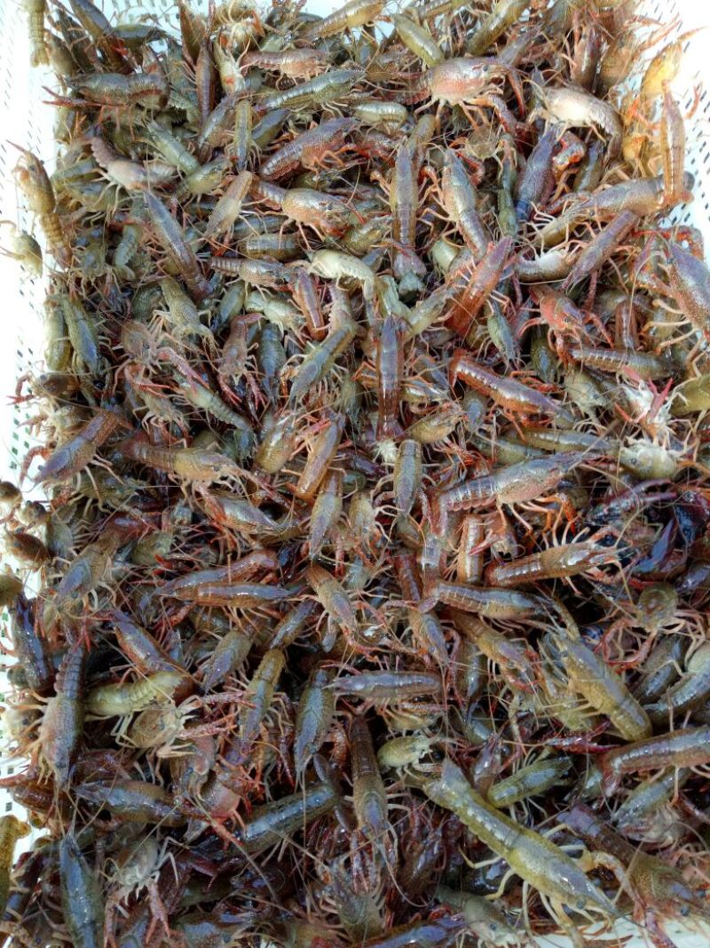 小龙虾种苗2-4钱（10-20克）活虾小龙虾主养