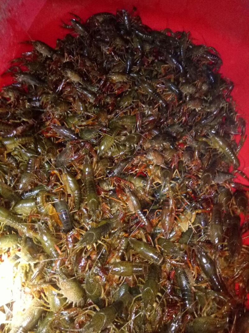 小龙虾种苗2-4钱（10-20克）活虾小龙虾主养