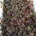 小龙虾种苗2-4钱（10-20克）活虾小龙虾主养