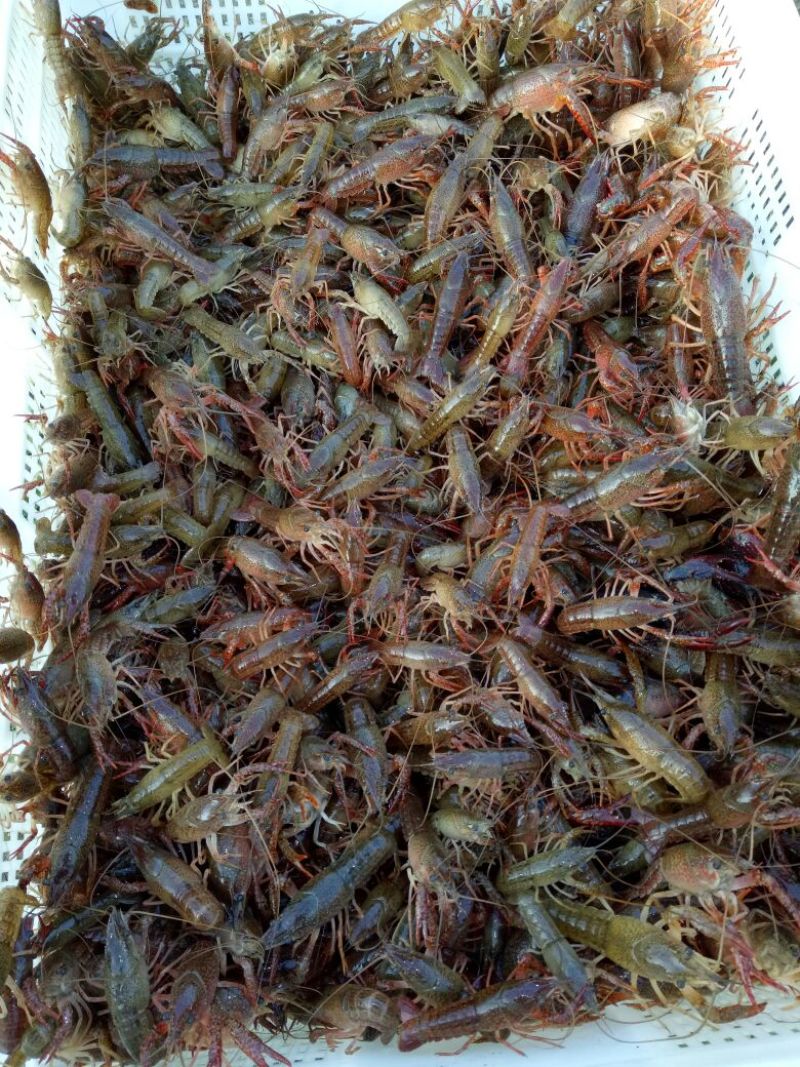 小龙虾种苗2-4钱（10-20克）活虾小龙虾主养