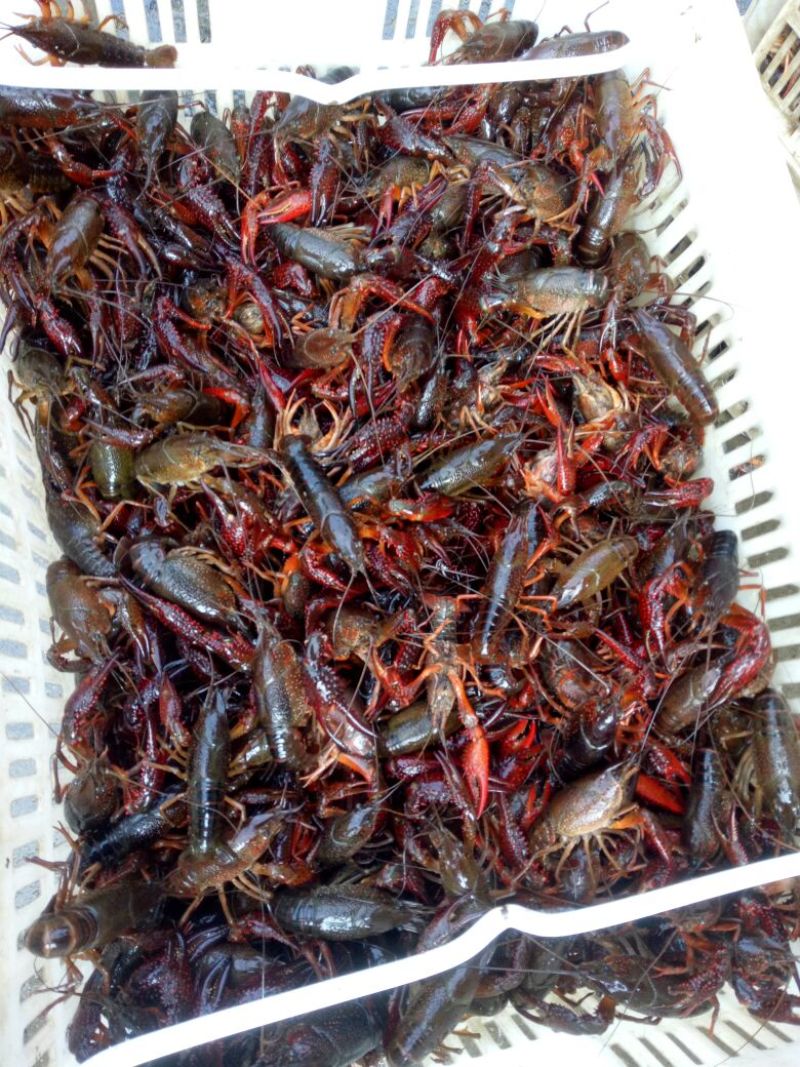 小龙虾种苗2-4钱（10-20克）活虾小龙虾主养