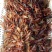小龙虾种苗2-4钱（10-20克）活虾小龙虾主养