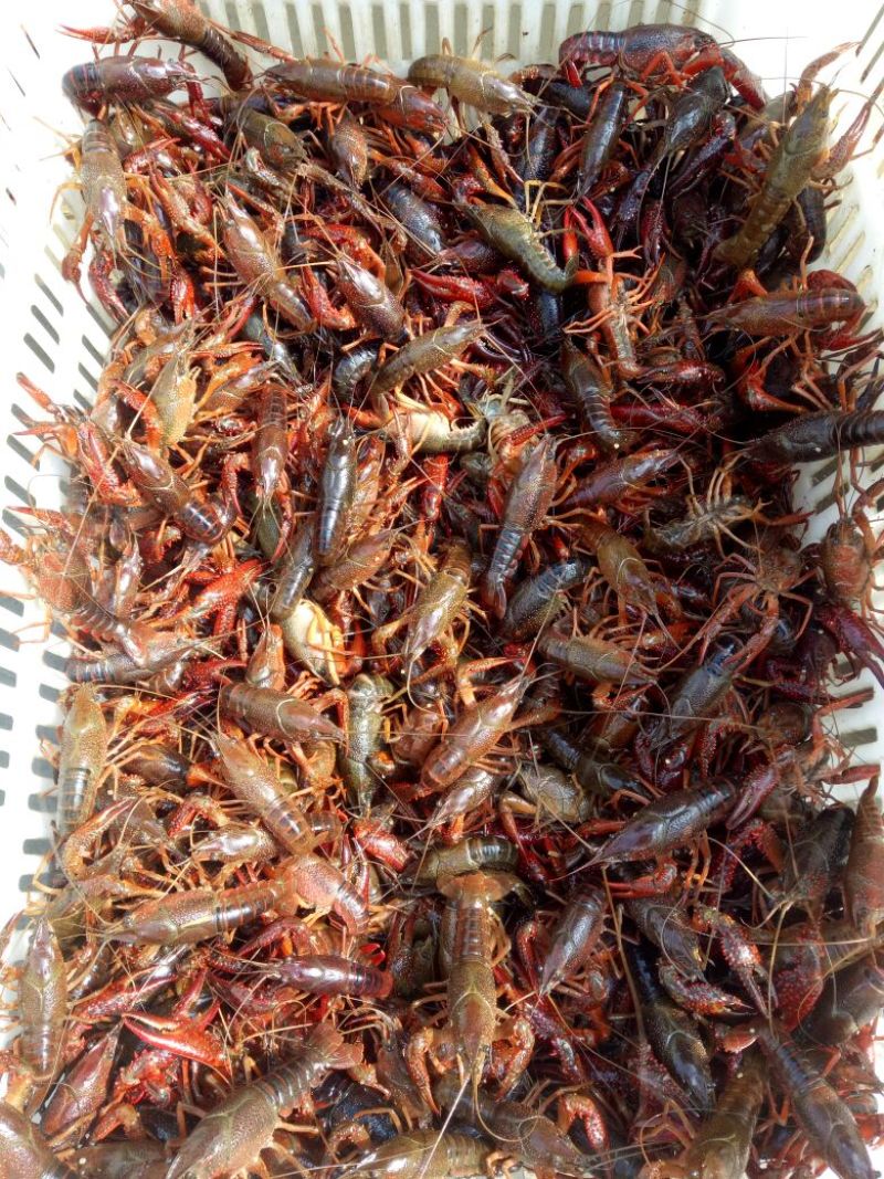 小龙虾种苗2-4钱（10-20克）活虾小龙虾主养