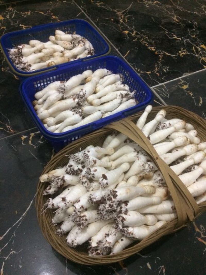 菌棒