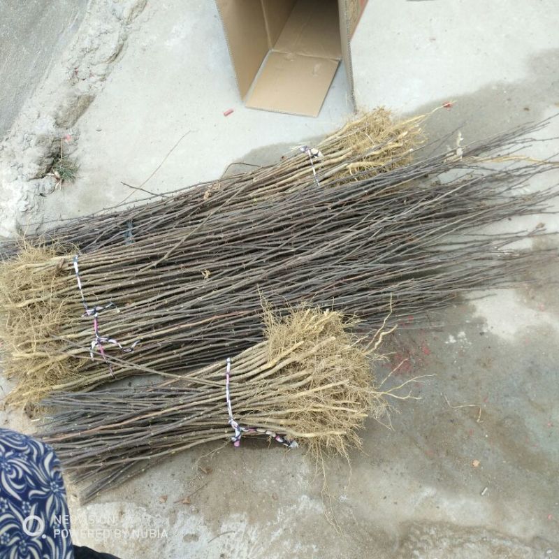 花椒苗1~2年大红袍花椒苗规格齐全