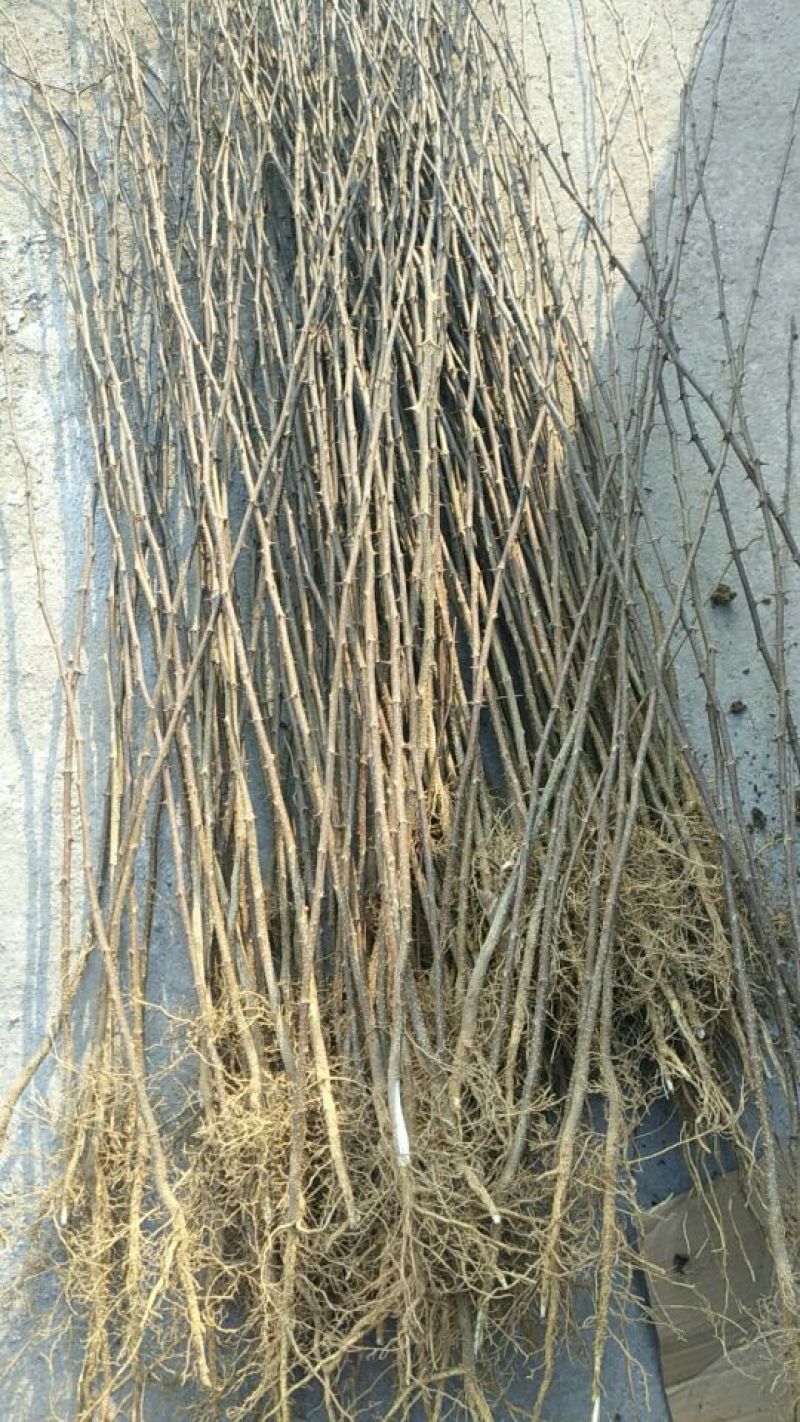 花椒苗1~2年大红袍花椒苗规格齐全