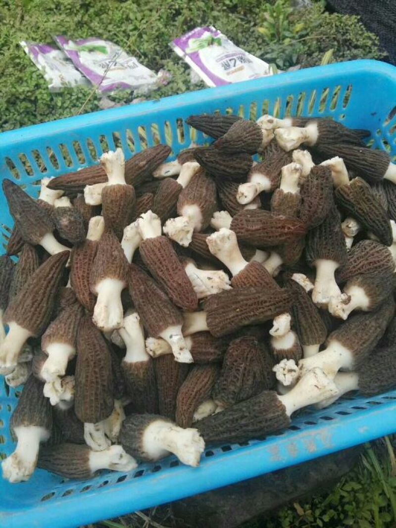 羊肚菌