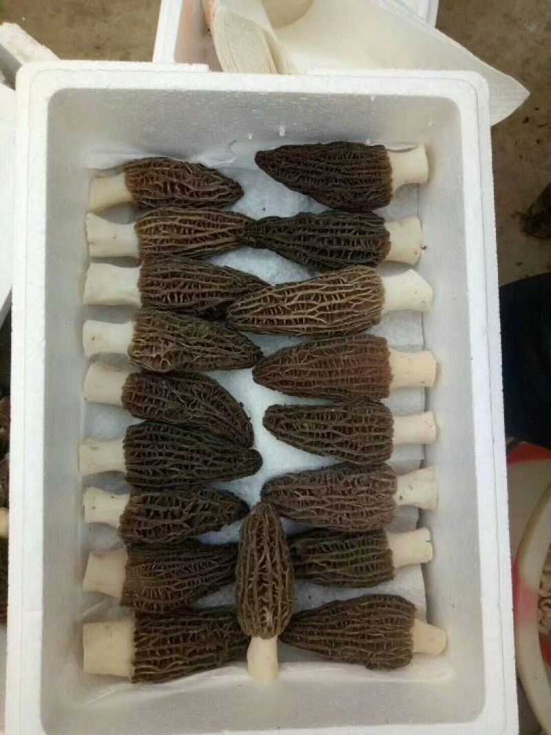 羊肚菌