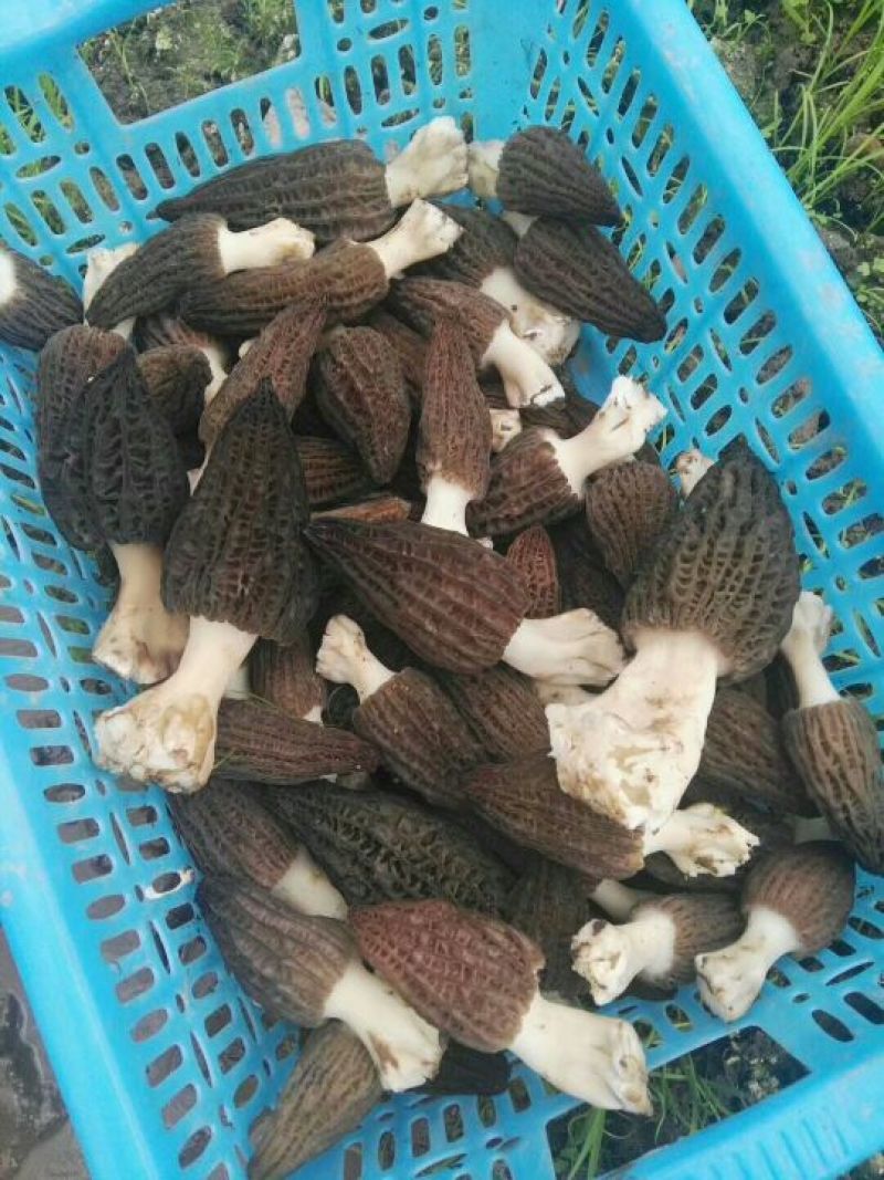 羊肚菌