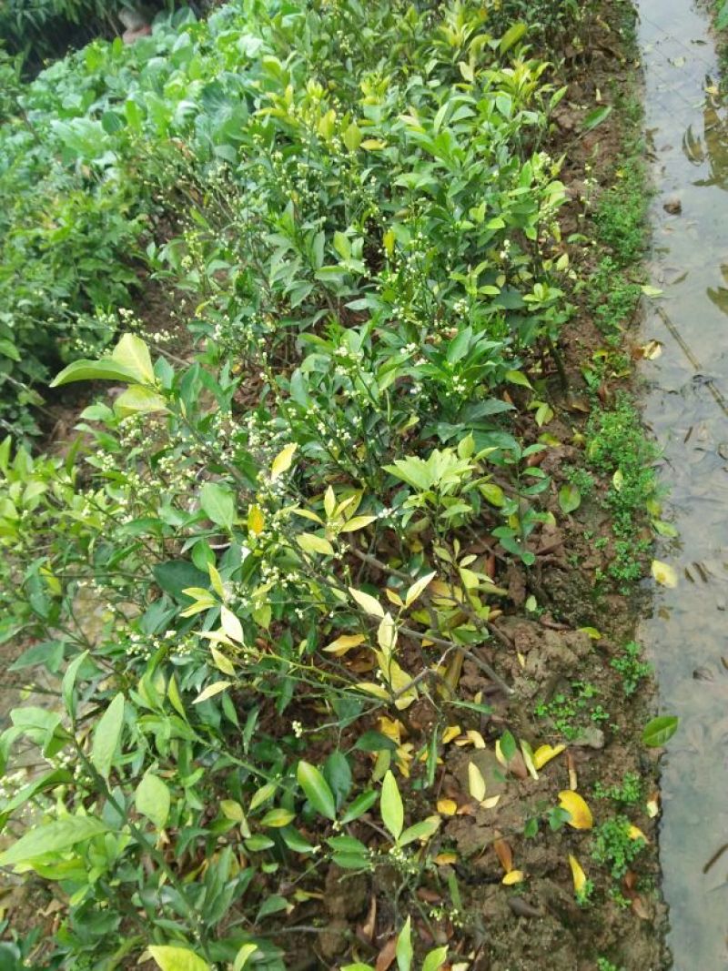 柠檬苗50~80cm