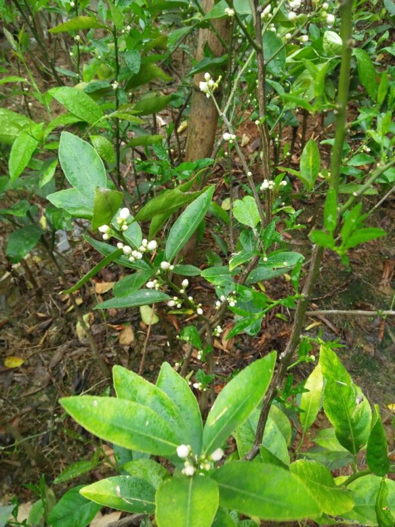 柠檬苗50~80cm