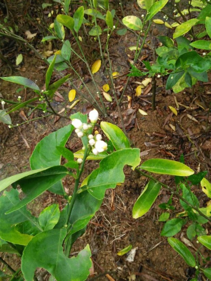 柠檬苗50~80cm