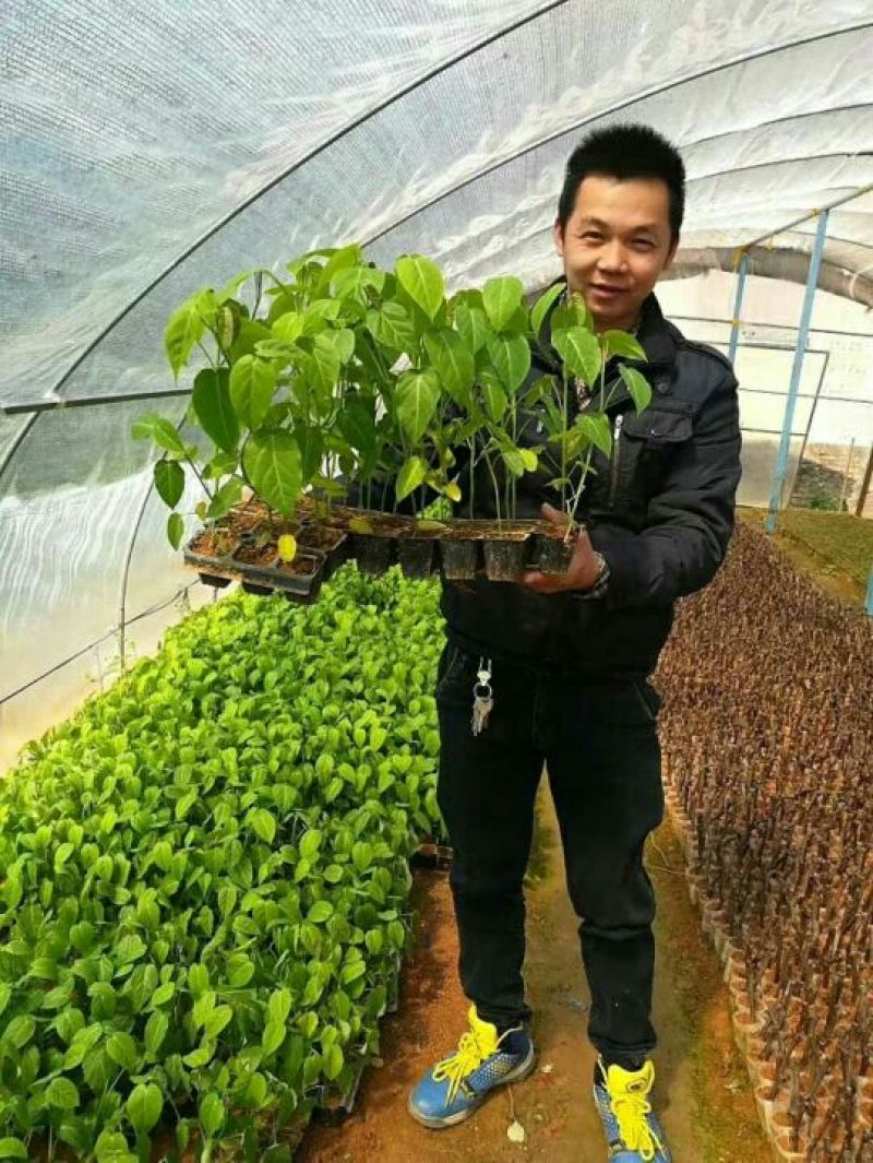 哥伦比亚黄金百香果种苗20~30cm