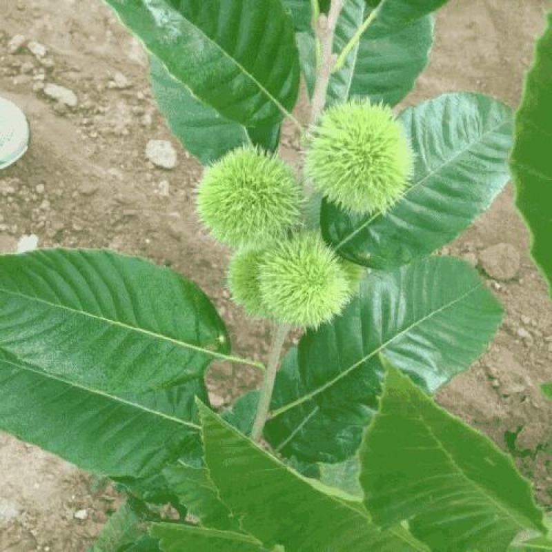 板栗苗30~50cm