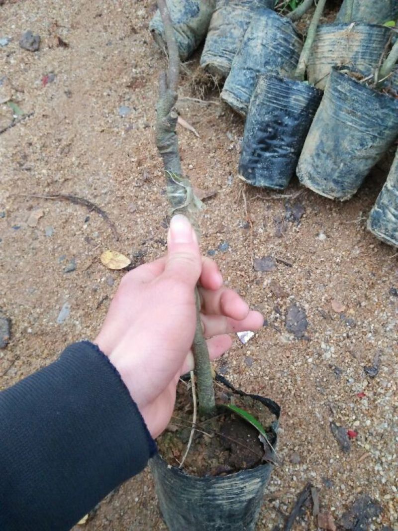 杨桃苗