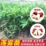 莲雾种苗大叶红莲雾