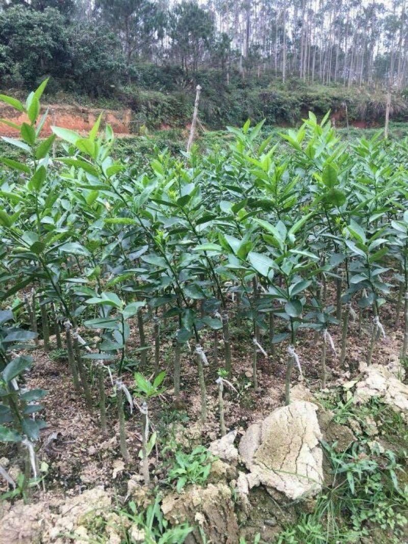 香水柠檬树苗30~50cm