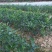 香水柠檬树苗30~50cm