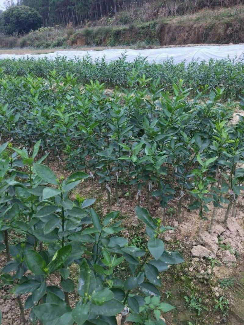 香水柠檬树苗30~50cm