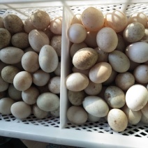 鲜鸭蛋食用