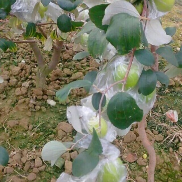 青枣苗30~50cm