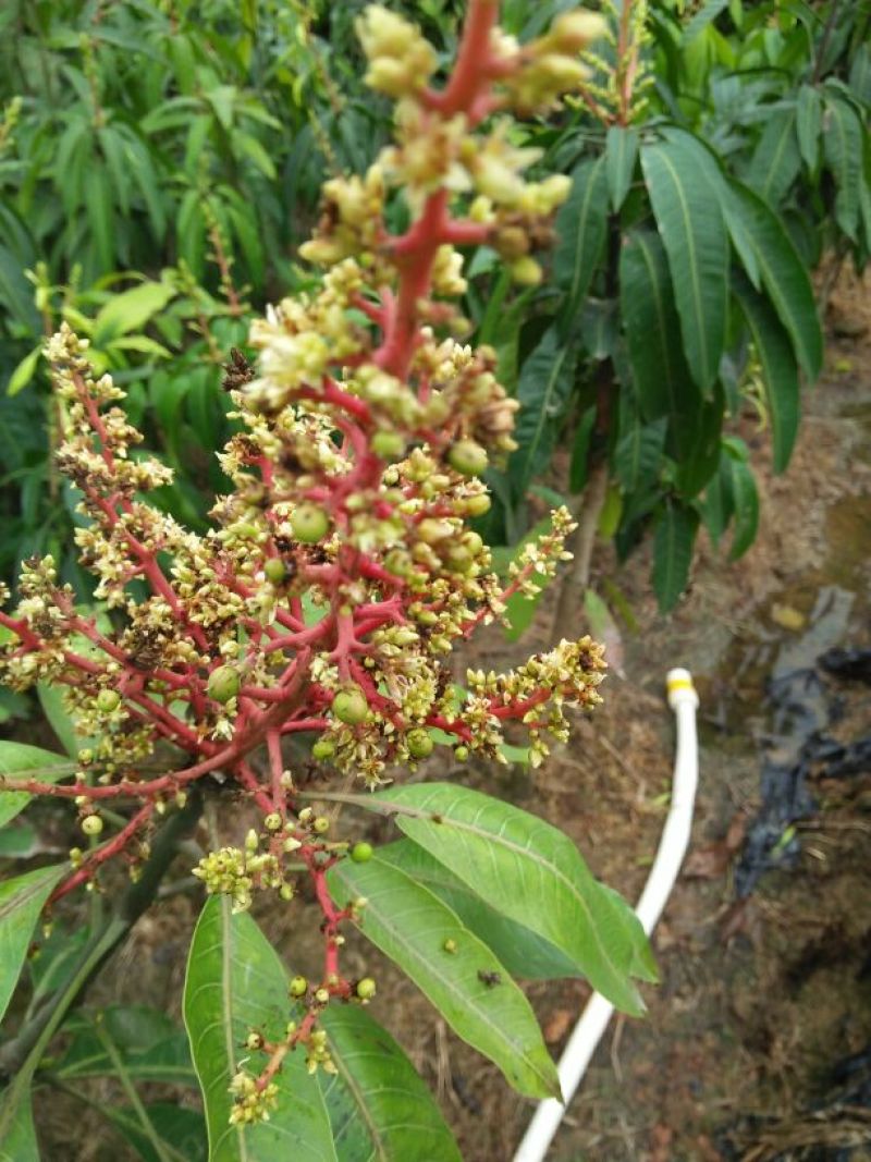 金煌芒树苗金煌芒果苗