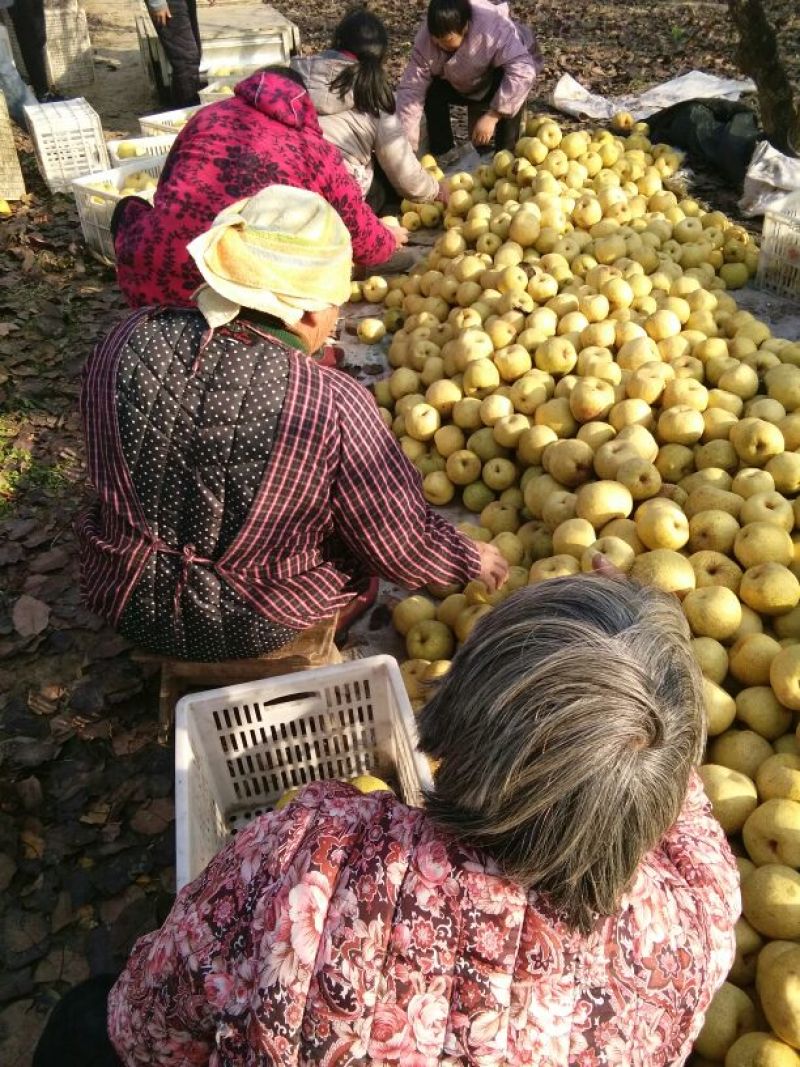 酥梨砀山酥梨个大果面干净颜色鲜艳皮薄汁多诚信合作