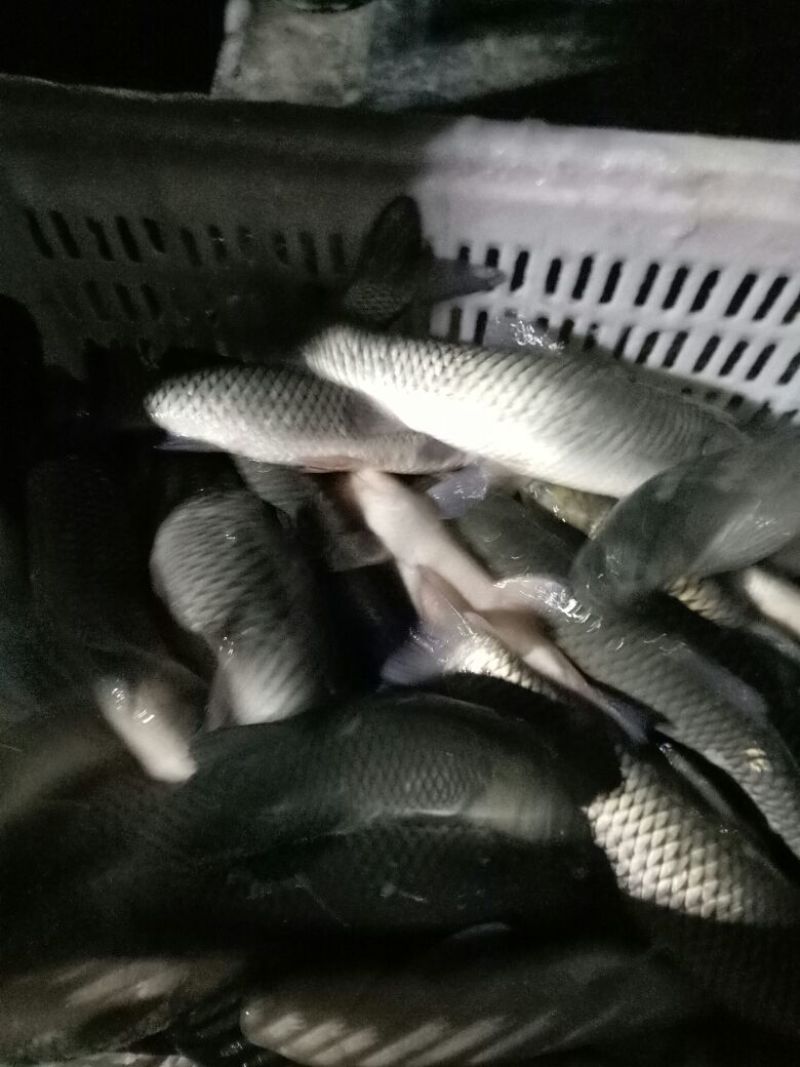 鲤鱼放钓放生饭店配送