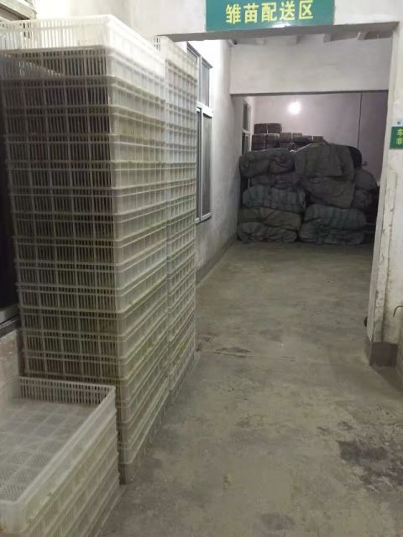 绿头野鸭苗出壳苗适应能力强