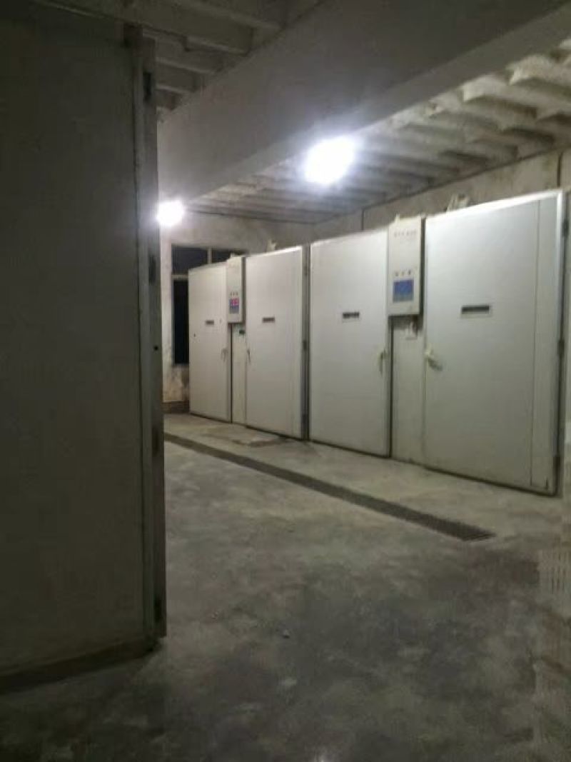 绿头野鸭苗出壳苗适应能力强