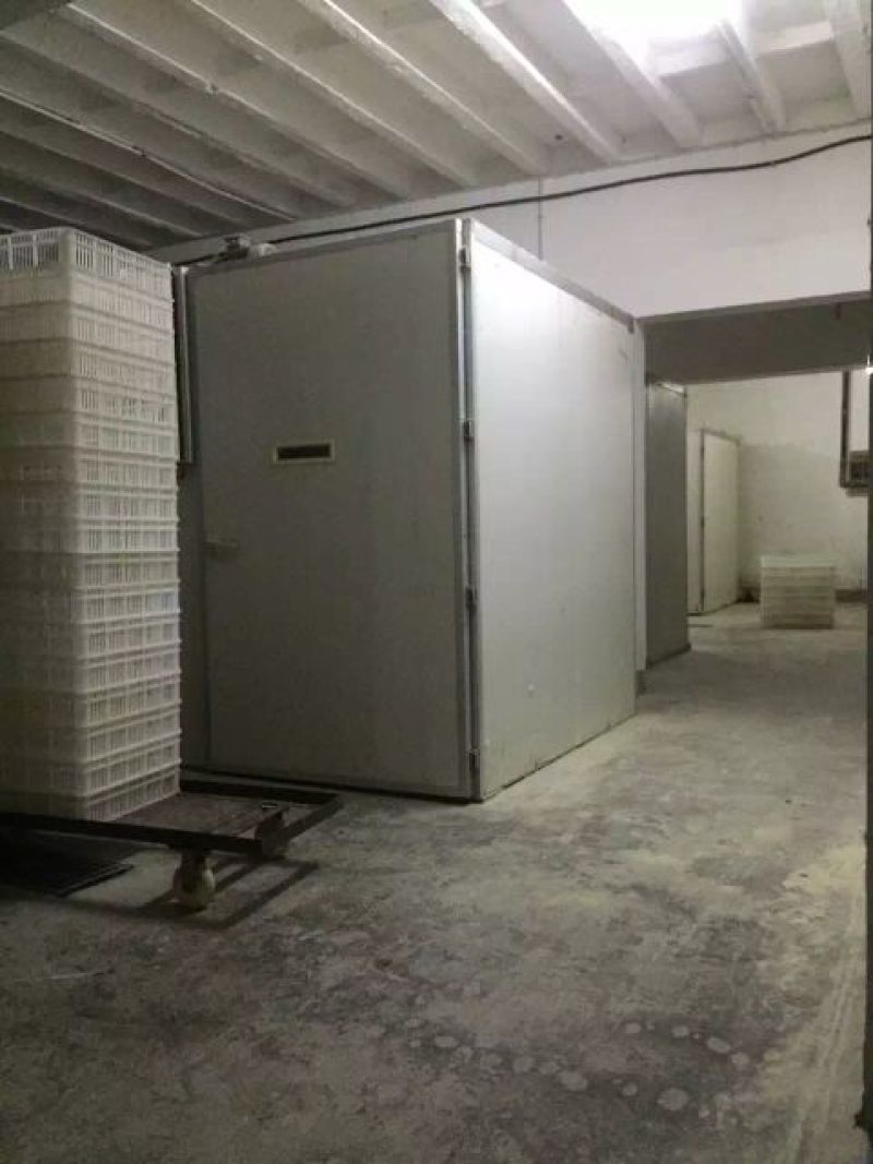 绿头野鸭苗出壳苗适应能力强