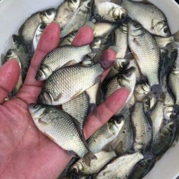 鲫鱼饲料