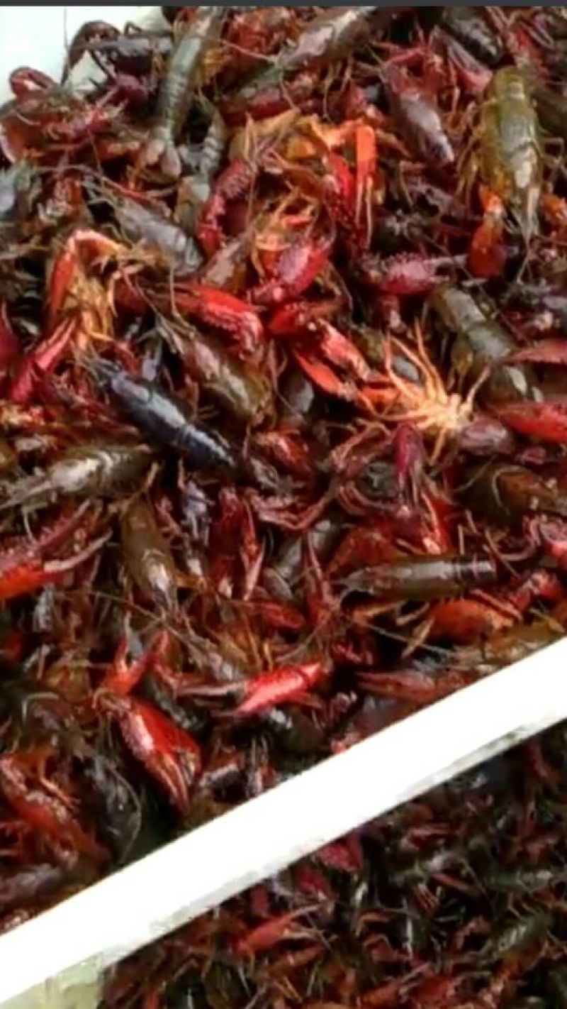 小龙虾食用4-6钱（20-30克）活虾藕塘套养