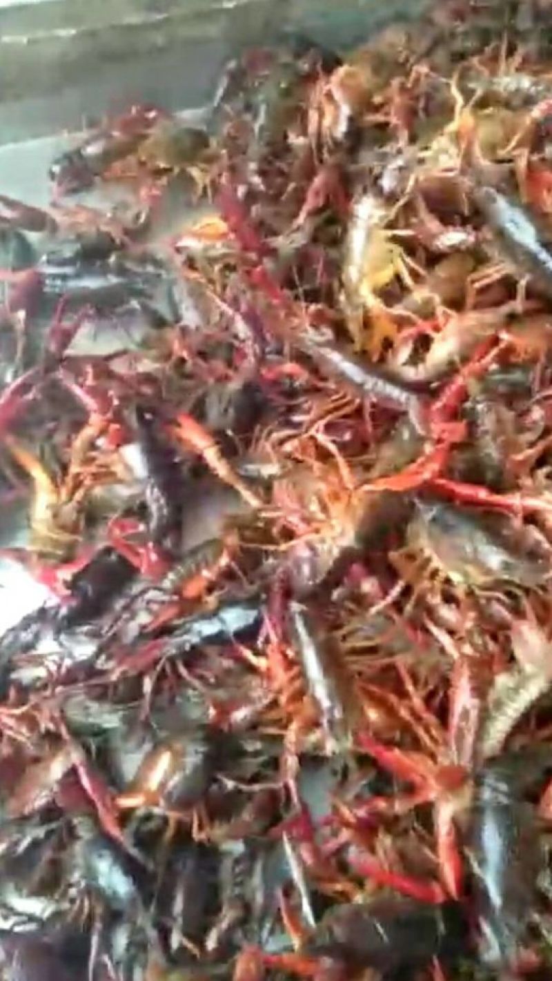 小龙虾食用4-6钱（20-30克）活虾藕塘套养