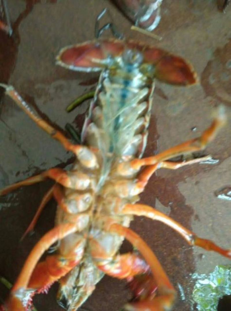 小龙虾食用4-6钱（20-30克）活虾藕塘套养