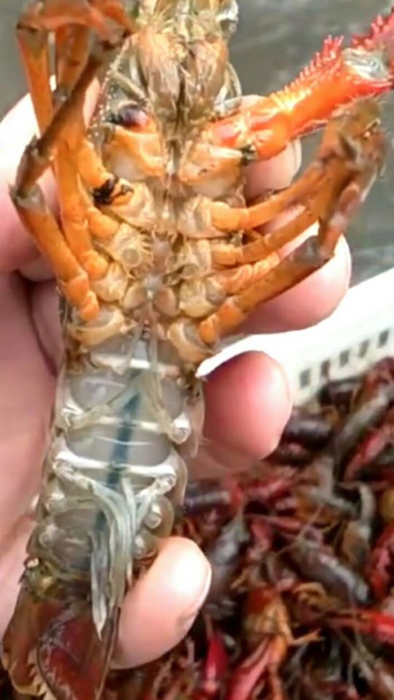 小龙虾食用4-6钱（20-30克）活虾藕塘套养