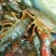 小龙虾食用4-6钱（20-30克）活虾藕塘套养