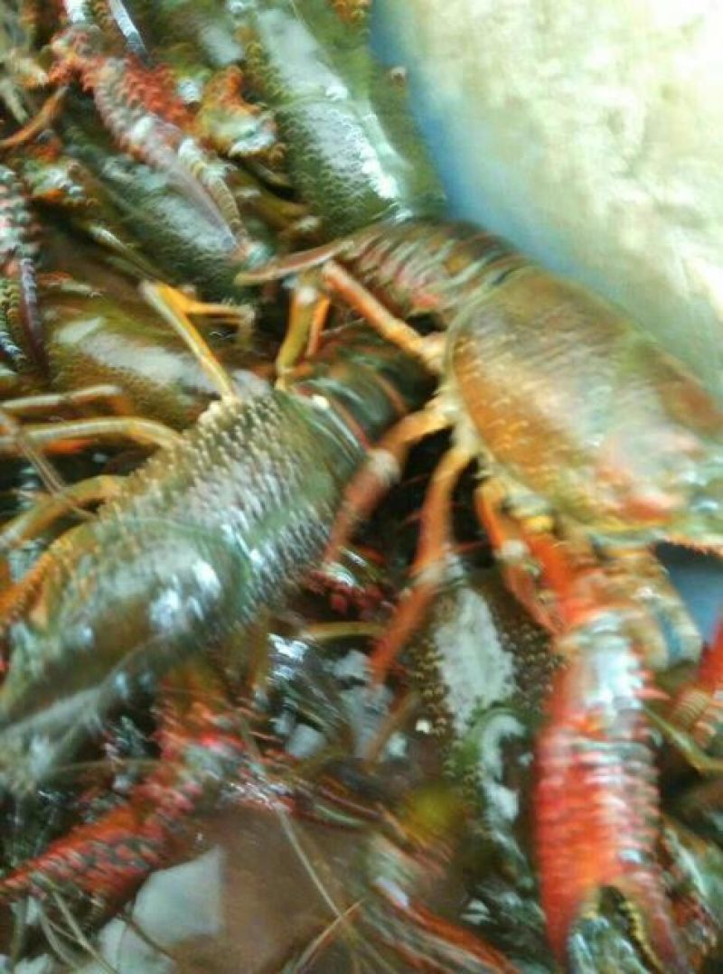 小龙虾食用4-6钱（20-30克）活虾藕塘套养