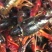 小龙虾食用4-6钱（20-30克）活虾藕塘套养