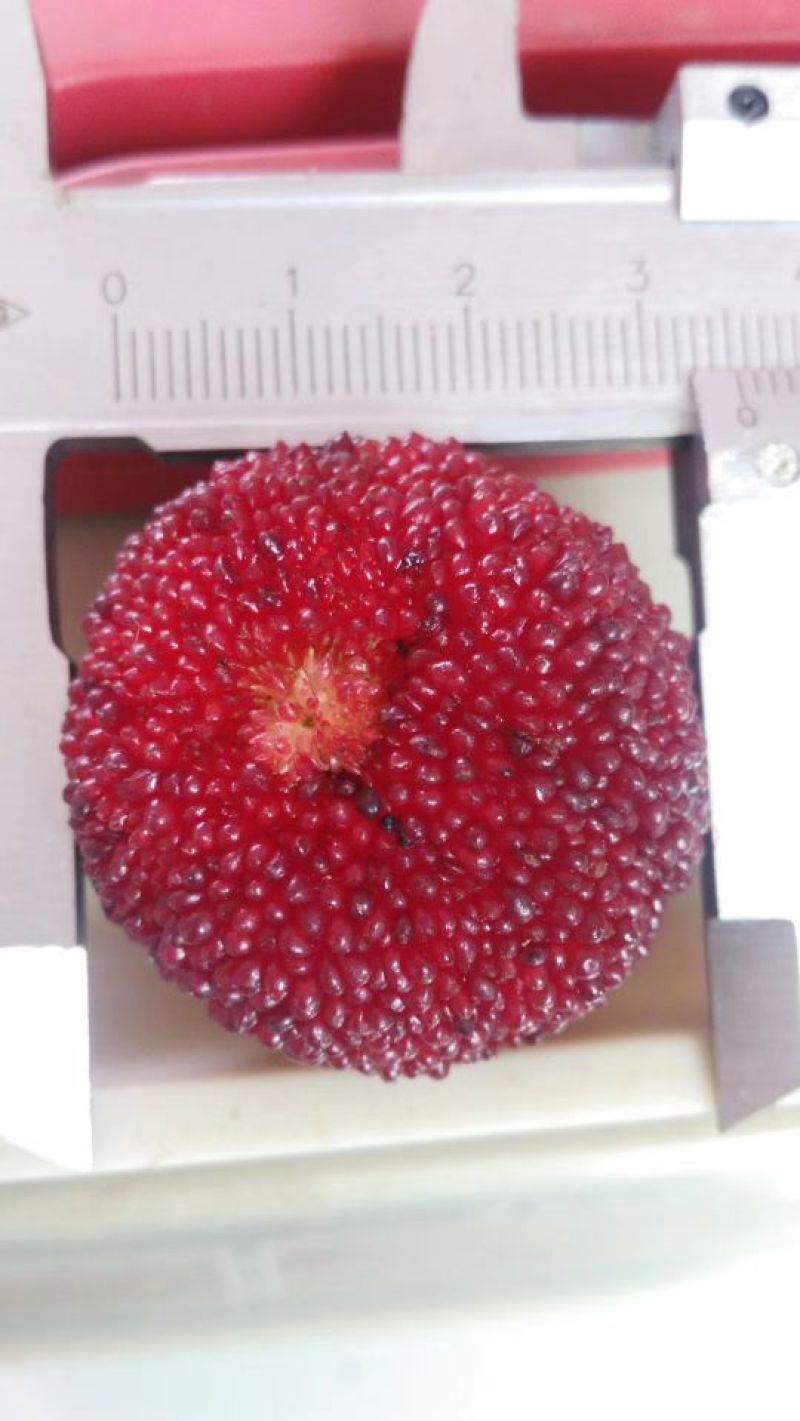 杨梅苗10~20cm