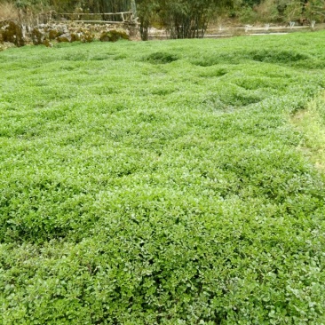 豆瓣菜放心菜