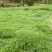 豆瓣菜放心菜