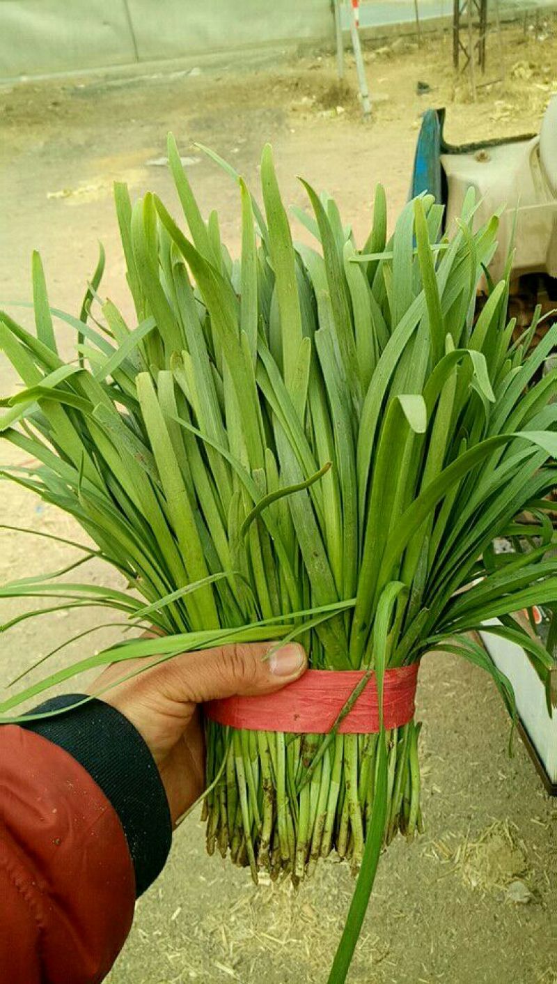 大叶韭菜二茬