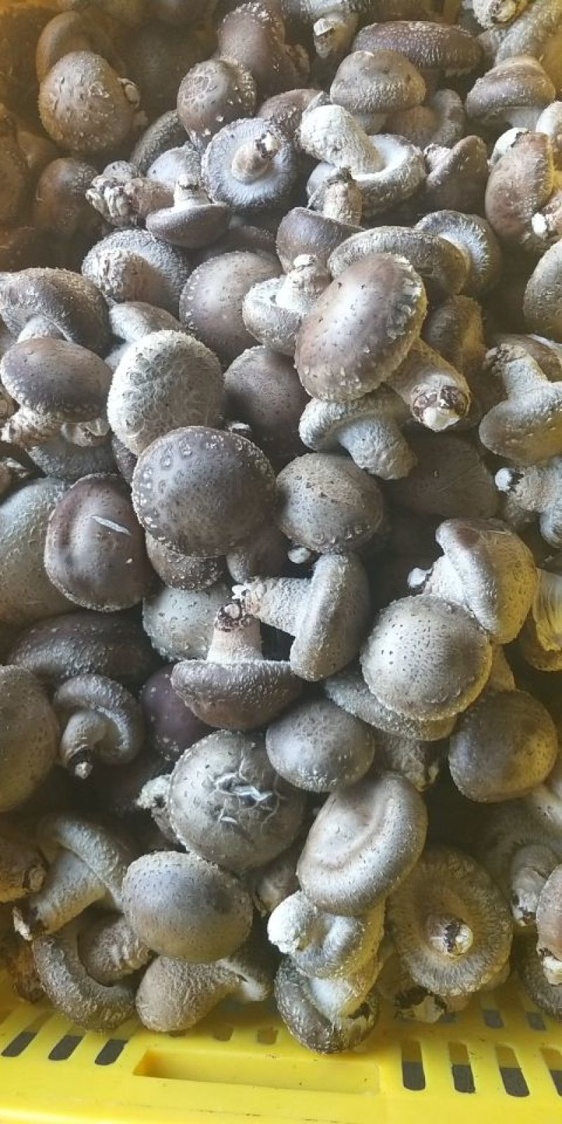鲜香菇鲜货4~5cm不开伞1%