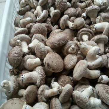 鲜香菇鲜货4~5cm不开伞1%