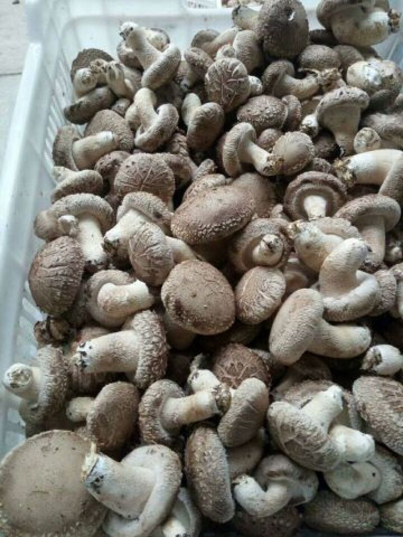 鲜香菇鲜货4~5cm不开伞1%