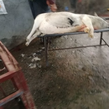 小香猪，约4百头