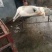 小香猪，约4百头